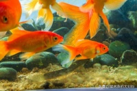 冷水鱼有哪些品种（比较好养的冷水鱼）