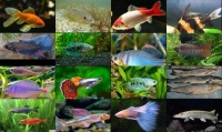 冷水鱼大全品种 观赏鱼