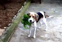 希腊将引入新的宠物保护法规 动物收养与繁殖受限