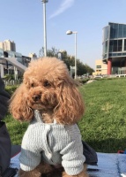 让你的宠物成为彬彬有礼的散步小达人（如何通过散步培养宠物的礼仪和行为习惯）