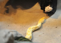 探访青岛蛇王 曾被巨蟒袭击险送命