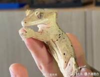 “异”军突起！低成本高情绪价值，年轻人爱上异宠伙伴