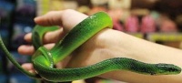 翠青蛇有毒吗 翠青蛇是一种比较常见的无毒蛇