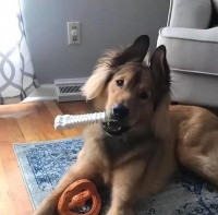 狗界5大“赝品”，全是国产的失败品，看着就来气