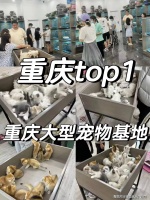 重庆买缅因猫哪里靠谱？重庆这里买缅因猫靠谱推荐，售后无忧！