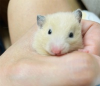 小仓鼠的特点解析