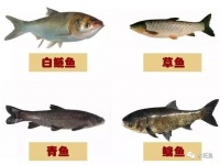 听说，这样喂鱼能够缩短养殖周期，赚更多钱…