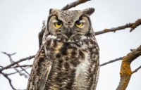 看过来！猫头鹰是否可以当宠物养？