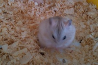 冬天的仓鼠怎么养（教程）