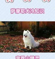 新手饲养萨摩耶犬的终极指南