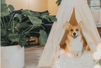 宠物蛇喂养什么用