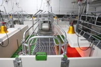 智能化养猪正逐渐成为养猪业的新趋势