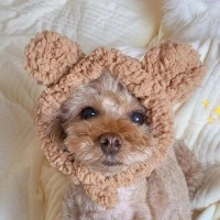 泰迪狗粮哪个牌子的品质好？央视十大放心狗粮品牌