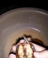 以洪都拉斯木纹龟（探索洪都拉斯木纹龟的独特魅力与生态价值）