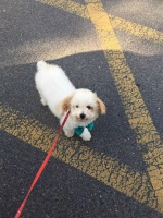 【9.15宠物配种】