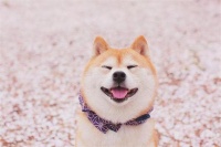 怎么给狗狗选玩具 根据狗狗性格选玩具