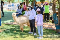 2025古滇朵拉萌宠乐园门票多少钱（团购价格+优惠政策）