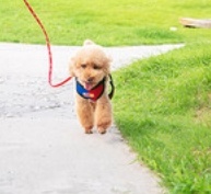 给老年人养宠物,老年人养宠物的好处