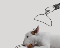 爱犬健康生活攻略（以体育锻炼为核心的宠物生活指南）