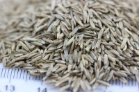 仓鼠草籽哪里买到好