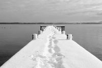 小型宠物犬活体有哪些，小型宠物犬活体有哪些品种