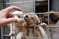 为什么要笼养幼犬？你知道笼养幼犬的三大阶段吗？