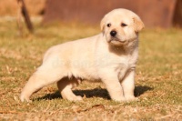 一起来闲聊，狗的习性有哪些呢？