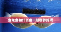 如何养好金龙鱼（金龙鱼的饲养技巧与养护方法）