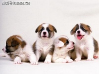 小狗吃什么最补钙，给狗补钙做什么吃的