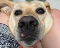 狗子缺钙的表现及治疗方法（如何判断狗子是否缺钙以及如何有效补钙）