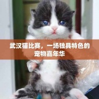 武汉猫比赛，一场独具特色的宠物嘉年华