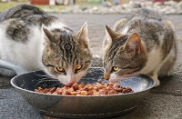 猫零食狗可以吃吗 狗零食能给猫吃么→榜中榜知识