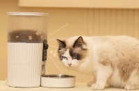 宠物喂食器多少钱一个 宠物喂食器怎么选择→榜中榜知识