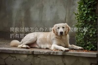 狗狗过敏怎么办？教你应对宠物过敏的有效方法与建议