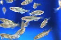 斑马鱼混养鱼最佳搭配（注意事项）