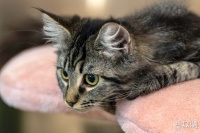 新手怎么选购宠物猫