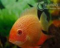 金菠萝鱼的饲养方法详解（宠物爱好者必看，打造完美的金菠萝鱼饲养环境）