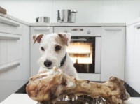 对狗狗有好处的食物详解