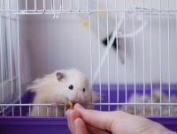 如何正确清洗仓鼠笼子，避免宠物不适？