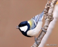 想养鸟却不知道选哪种？聪明不吵超粘人，这4种鸟比猫狗还省心！