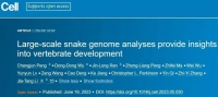 《细胞》：蛇的神奇特征从何而来？中国科学家破解蛇的演化遗传机制