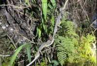 “水龙”在广州消失了21年！专家曾踏遍11区寻找，2022年发现50只