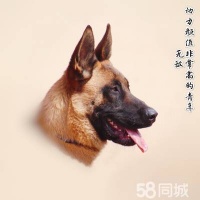 鄂尔多斯乌审旗苏里格街宠物寄养电话