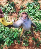 猴子并不适合吃香蕉，吃多了可能“直接上路”，问题出在哪儿了？