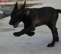 宠物知识:怎样正确的给狗狗增加营养？