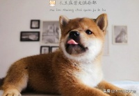 狗狗最喜欢闻的是哪些味道呢？