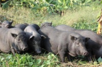 滇南小耳猪的生活习性，这里可以了解~