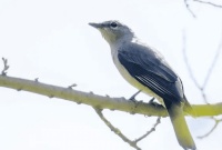 哈岛鹃鵙的饲养秘诀，速来get一下哦！