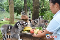 色香味俱全！动物秋季“进补”原来吃这些