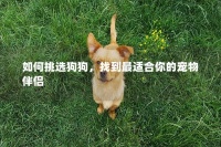 如何挑选狗狗，找到最适合你的宠物伴侣